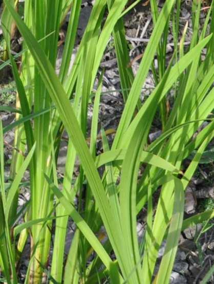 Řád Acorales jediná čeleď Acoraceae (puškvorcovité) mokřadní byliny s mohutným oddenkem jednoduché mečovité listy s rovnoběžnou žilnatinou rozšíření: tropy a subtropy 1/ 2-3, v ČR nepůvodní 1/1