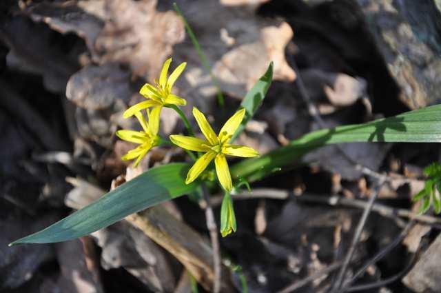 Řád Liliales Čeleď Liliaceae(liliovité)* Gagea (křivatec) několik