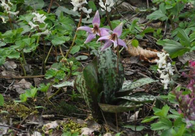 žlutý) Erythronium dens-canis (kandík psí zub) je ohroženým druhem