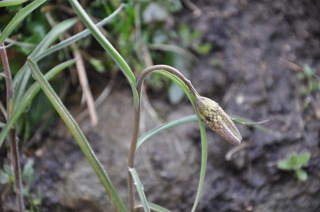 Fritillaria meleagris (řebčík kostkovaný) a