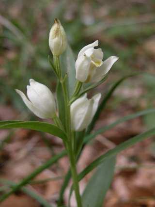 Řád Asparagales Čeleď Orchidaceae(vstavačovité)* Cephalanthera