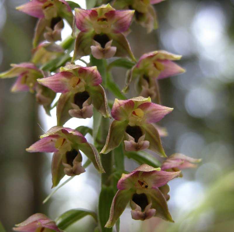 helleborine (kruštík širolistý) často jej