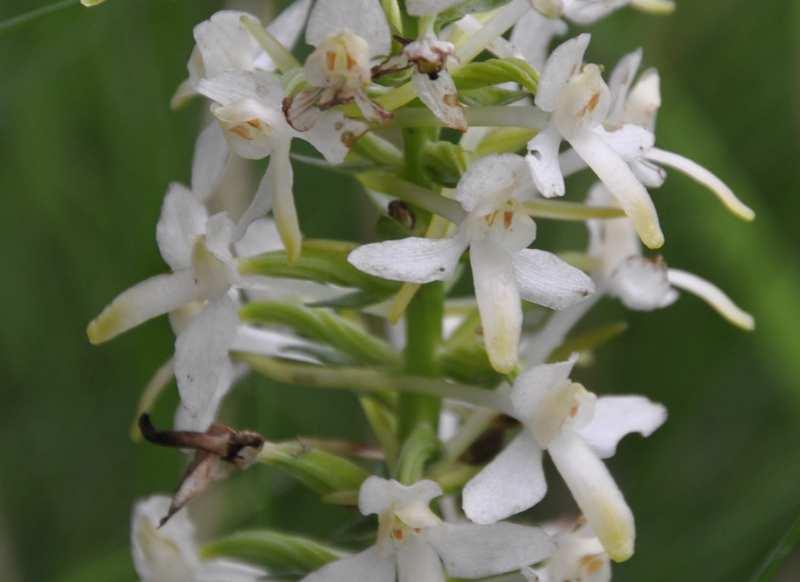 bifolia (vemeník dvoulistý) roste