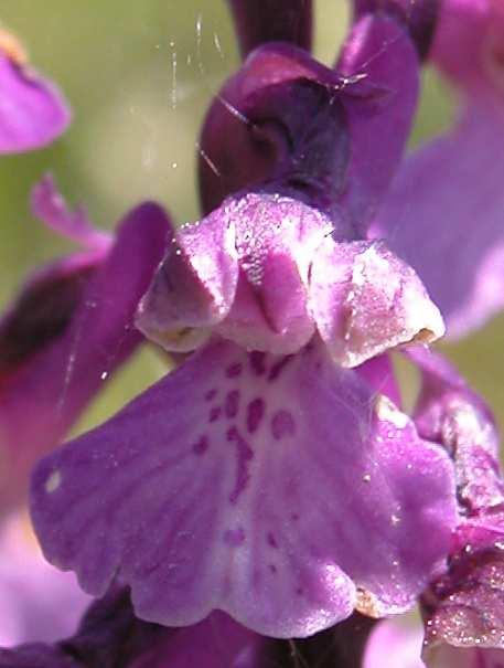 Orchis morio (vstavač kukačka)