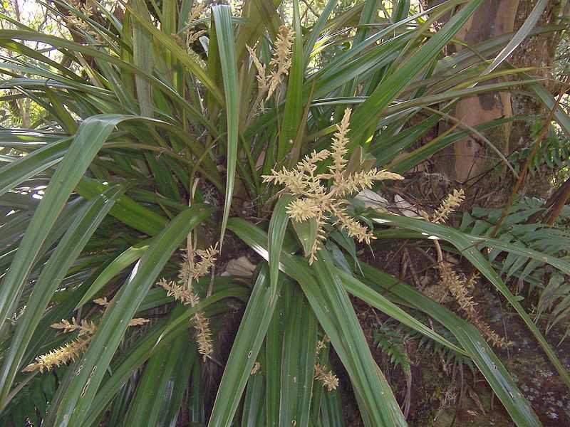 Řád Asparagales ** Family Asteliaceae herbs distribution: New Zealand to New Guinea, Pacific Islands E.