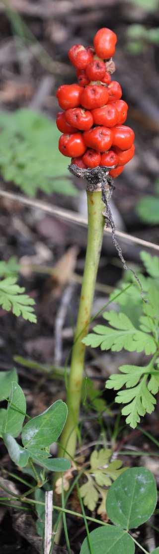 Řád Alismatales Čeleď Araceae(áronovité)*