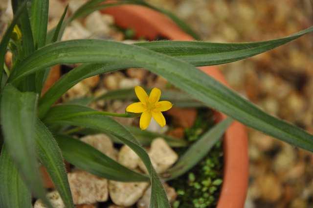 Řád Asparagales ** Family Hypoxidaceae herbs, geophytes distribution: