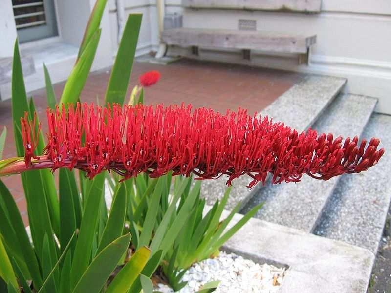 Řád Asparagales ** Family Xeronemataceae large herbs distribution: New Zealand and New Caledonia, 1/2 Xeronema