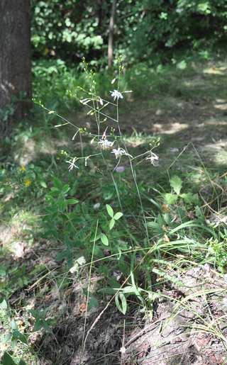 Řád Asparagales, Čeleď Asphodelaceae Podčeled Asphodeloideae (asfodelovité)* našimi zástupci jsou dva druhy rodu