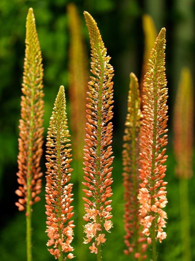 (liliochvostec) Hosta (bohyška) Chlorophytum (zelenec) JN; Obrázek vpravo