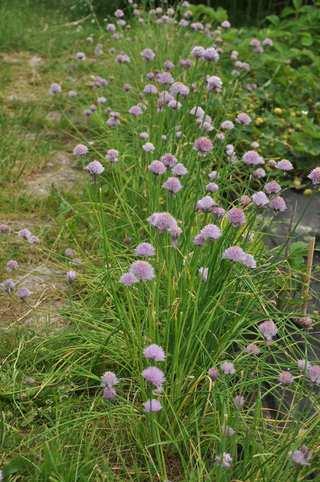 Řád Asparagales, Čeleď Amaryllidaceae Podčeleď Allioideae (česnekovité) Allium schoenoprasum (pažitka pobřežní) drobné