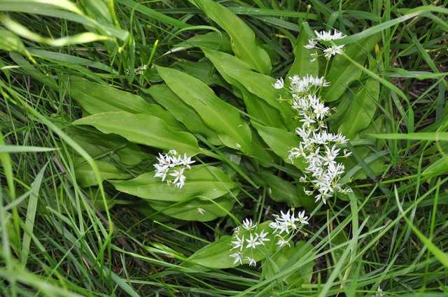 Řád Asparagales, Čeleď Amaryllidaceae Podčeleď Allioideae (česnekovité) Allium ursinum (česnek