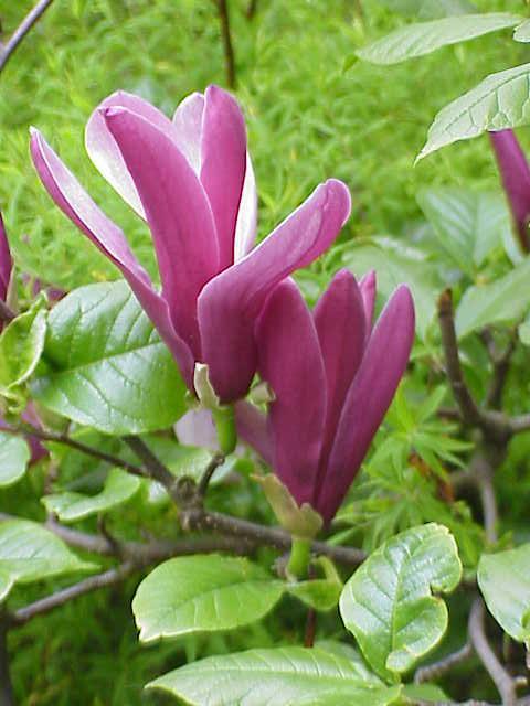 okrasné východoasijská Magnolia liliiflora