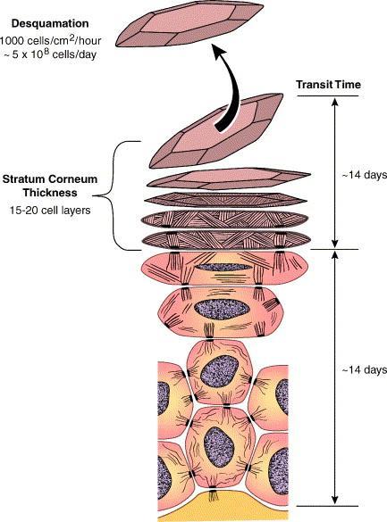 Obrázek 4: Epidermální deskvamace je konečná událost v procesu diferenciace, která trvá přibližně 4 týdny. Téměř 1 miliarda buněk se každým dnem ztrácí z povrchu kůže dospělého (Milstone, 20