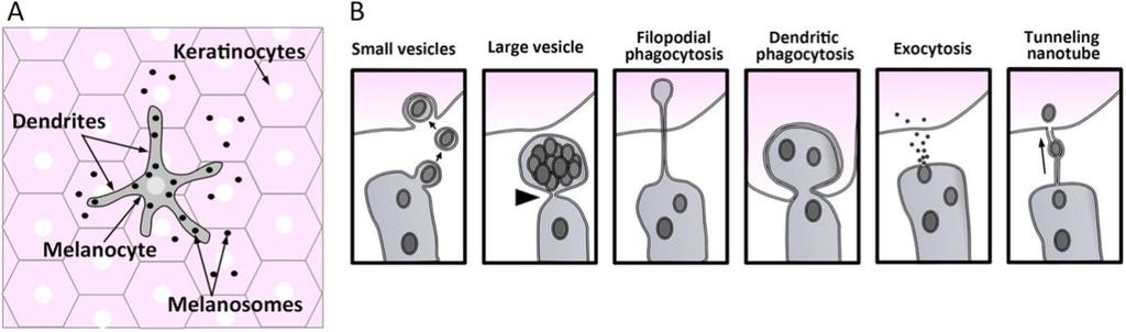 Obrázek 5: Schéma melanocytů a jeho okolních keratinocytů v kůži. (A) Melanocyty syntetizují melanin zabalený ve specializovaných organelách nazývaných melanozomy (černé částice).