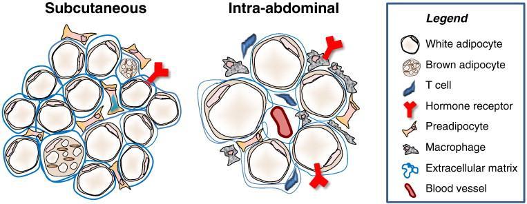 Jednotlivé tukové tkáně z různých anatomických míst jsou metabolicky odlišné a mohou reagovat různě na vnější signály.