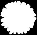 hod. 850 16,90-49 %