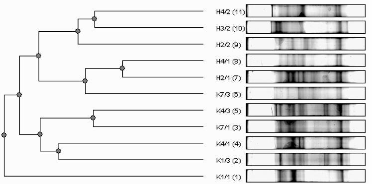 Denaturing Gradient Gel Electrophoresis (DGGE) Typickým výsledkem DGGE analýzy je kladogram, který umožňuje srovnat druhovou diverzitu a podobnost mikrobiálních