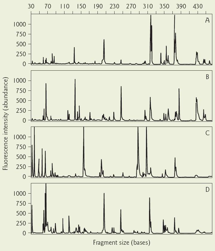 Terminal Restriction Fragment Length Polymorphism (T-RFLP) Analýza probíhá na kapilární elektroforéze (podobně jako klasická sekvenace).