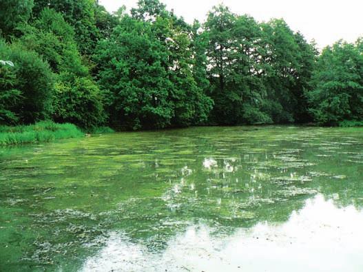 MONITOROVÁNÍ ŽIVOTNÍHO PROSTŘEDÍ Polutanty Mikrocystin-LR Mikrocystin-LR je toxická látka produkovaná sinicemi druhu Microcystis, Anabaena, Nostoc a Plantothrix, které jsou běžnou součástí vodního