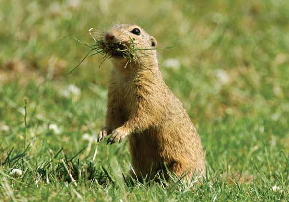 Sysel obecný Spermophilus citellus Hlodavci veverkovití EN: European Ground Squirrel DE: Europäischer Ziesel : ČR: KO Výskyt v PK: Velmi vzácný, poslední menší kolonie.