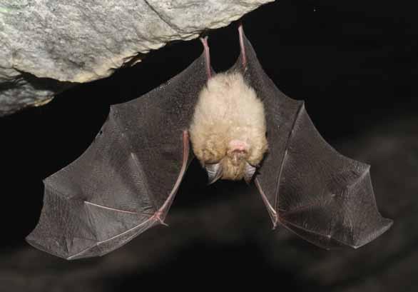 Vrápenec malý Rhinolophus hipposideros Savci letouni, vrápencovití EN: Lesser Horsoshoe Bat DE: Kleine Hufeisennase : ČR: KO Výskyt v PK: Ojediněle se vyskytující vzácný druh.