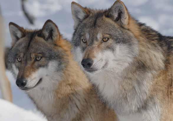Vlk obecný Canis lupus Šelmy psovití EN: Wolf DE: Wolf : ČR: KO Výskyt v PK: Sporadické nálezy stop, či pozorování zejména na Šumavě.
