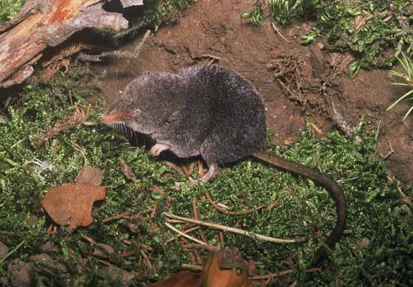 Rejsek horský Sorex alpinus Hmyzožravci rejskovití EN: Alpine Shrew DE: Alpen spitzmaus : ČR: SO Výskyt v PK: Výskyt