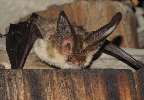 Netopýr ušatý Plecotus auritus Savci letouni, netopýrovití EN: Brown Long-eared Bat, DE: Braunes Langohr : ČR: SO Výskyt v PK: Zcela běžný druh.