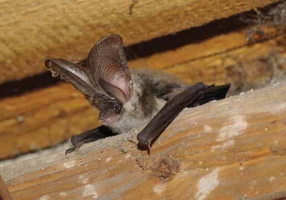 Netopýr dlouhouchý Plecotus austriacus Letouni netopýrovití EN: Grey Long-eared Bat DE: Graues Langohr : ČR: SO Výskyt v PK: Běžný druh. Biotop: Kulturní krajina s těsnou vazbou na lidská sídla.