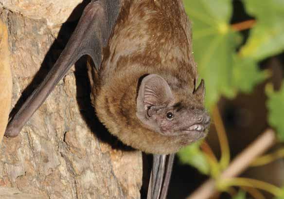 Netopýr rezavý Nyctalus notula Savci letouni, netopýrovití EN: Common Noctule DE: Großer Abendsegler : ČR: SO Výskyt v PK: Běžný druh.