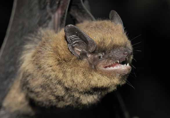 Netopýr hvízdavý Pipistrellus pipistrellus Savci letouni, netopýrovití EN: Common Pipistrelle DE: Zwergfledermaus : ČR: SO Výskyt v PK: Běžnější druh.