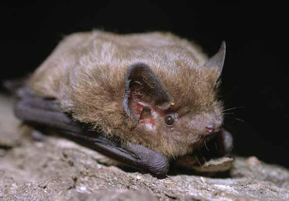 Netopýr parkový Pipistellus nathusii Savci letouni, netopýrovití EN: Nathusius Pipistrelle DE: Rauhautfledermaus : ČR: SO Výskyt v PK: Donedávna vzácně se vyskytující druh, který se však stává stále