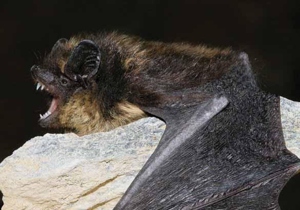 Netopýr severní Eptesicus nilssonii Savci letouni, netopýrovití EN: Northern Bat DE: Nordfledermaus : ČR: SO Výskyt v PK: Běžně se vyskytující druh.