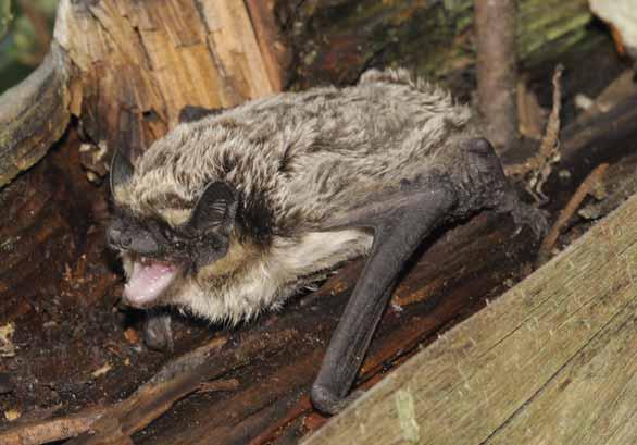 Netopýr pestrý Vespertilio murinus Savci letouni, netopýrovití EN: Parti-coloured Bat DE: Zweifarbfledermaus : ČR: SO Výskyt v PK:: Nepříliš hojný a nepravidelně nacházený druh.