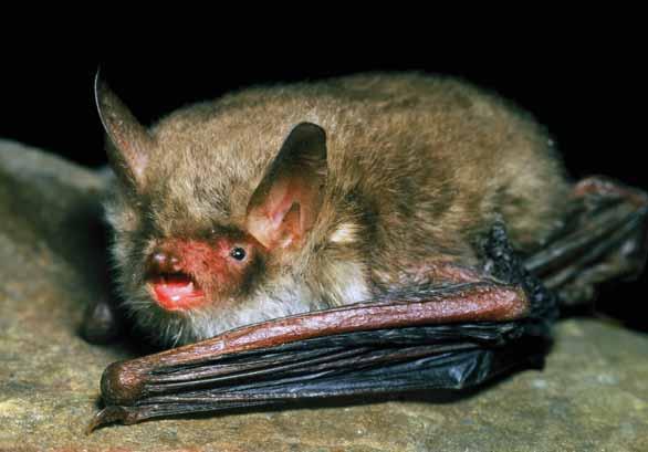 Netopýr řasnatý Myotis nattereri Savci letouni, netopýrovití EN: Natterer s Bat DE: Fransenfledermaus : ČR: SO Výskyt v PK: Středně hojný druh.