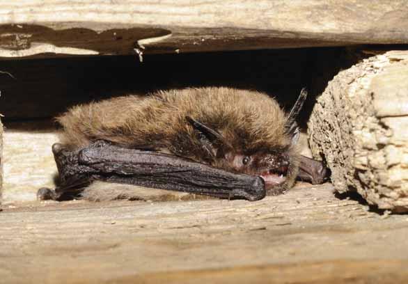 Netopýr vousatý Myotis mystacinus Letouni netopýrovití EN: Whiskered Bat DE: Kleine Bartfledermaus : ČR: SO Výskyt v PK: Běžný druh.