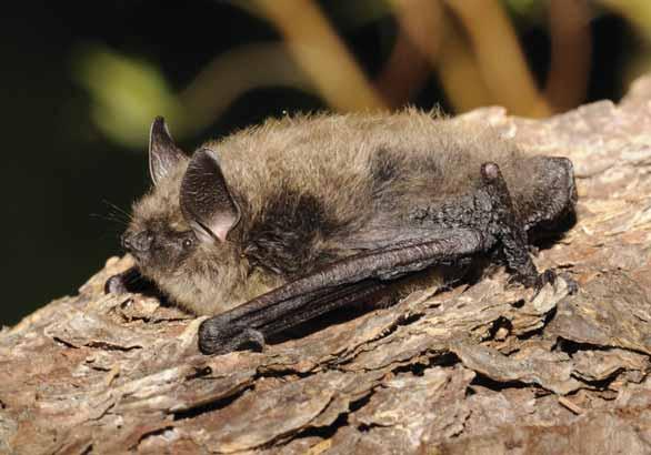 Netopýr Brandtův Myotis brandtii Letouni netopýrovití EN: Greater Whiskered Bat DE: Großes Bartfledermaus : ČR: SO Výskyt v PK: Méně častý druh.