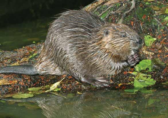 Bobr evropský Castor fiber Hlodavci bobrovití EN: Eurasian Beaver DE: Eurasischer Biber : ČR: SO Výskyt v PK: Pravidelně se vyskytující zejména na Tachovsku a Domažlicku.