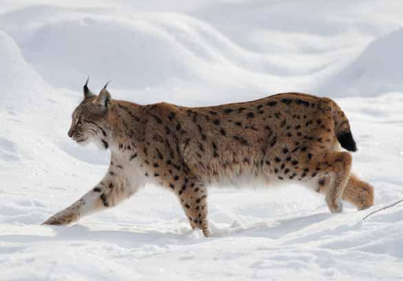 Rys ostrovid Lynx lynx Šelmy kočkovití EN: Eurasian Lynx DE: Nordluchs : ČR: SO Výskyt v PK: Nepočetná stálá populace na Šumavě.