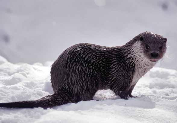 Vydra říční Lutra lutra Šelmy lasicovití EN: European Otter DE: Eurasischer Fischotter : ČR: SO Výskyt v PK: Pravidelný výskyt kolem přirozených