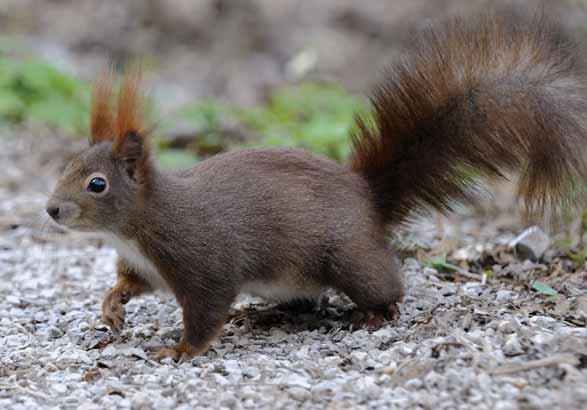 Veverka obecná Sciurus vulgaris Hlodavci veverkovití EN: Eurasian Red Squirrel DE: Eurasisches Eichhörnchen : ČR: O Výskyt v PK: Pravidelně se vyskytující, pokles populace.