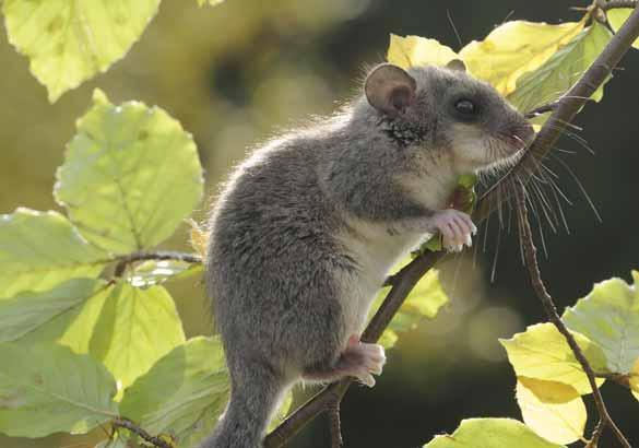 Plch velký Glis glis Hlodavci plchovití EN: Fat Dormouse DE: Siebenschläfer : ČR: O Výskyt v PK: Velmi vzácně, ostrůvkovitě se