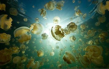 plankton kmen Cnidaria: Medusozoa (Cnidaria: 2 monofyletické linie - Anthozoa, Medusozoa) třídy: Cubozoa - 36 druhů, odlišný životní cyklus a typ polypa Hydrozoa - ca 3500 druhů, monofyletický taxon;