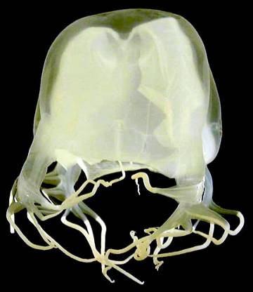 plankton: Cnidaria Cubozoa čtverhranky