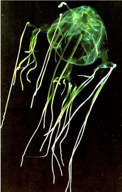 Scyphozoa: ústa+24 chapadel,