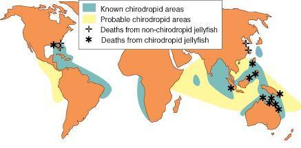 plankton: Cnidaria: