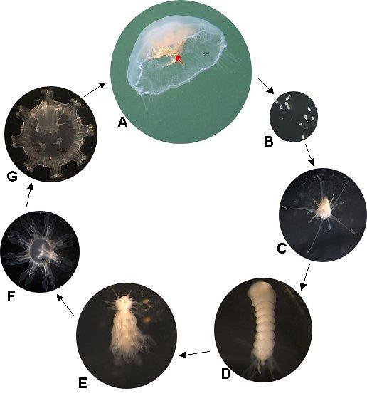 plankton: Cnidaria Cnidaria: Scyphozoa 200 platných druhů, ve skutečnosti zřejmě 2x tolik polyp - x cm výška, max.