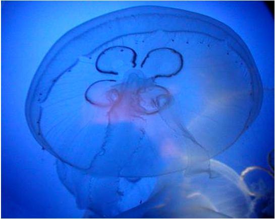 plankton: Cnidaria: Scyphozoa