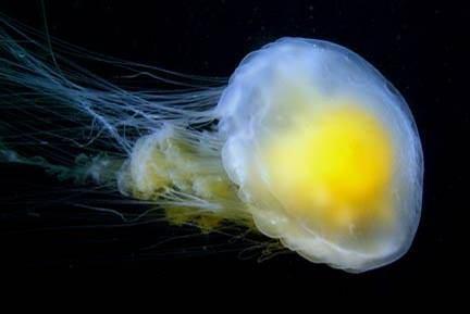 různonožci. Aurelia aurita - t.